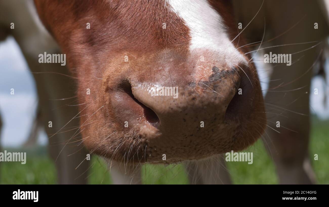 Naso di una mucca rossa e bianca illuminata dal sole, primo piano, fuoco sul naso Foto Stock