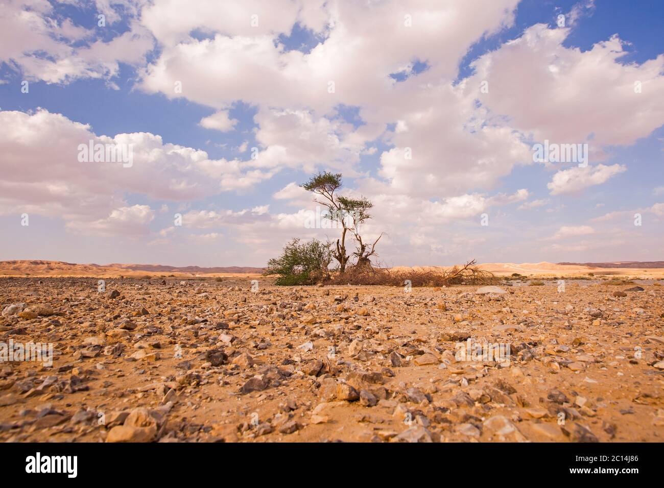 Palme in un'oasi nel deserto. Fotografato in Israele Foto Stock