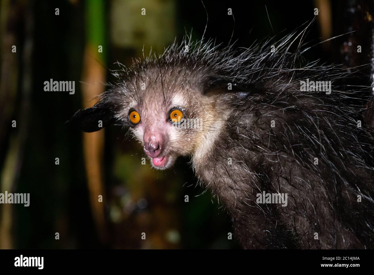 Uno dei rari lemuri di Aye-Aye che è solo notturno Foto Stock