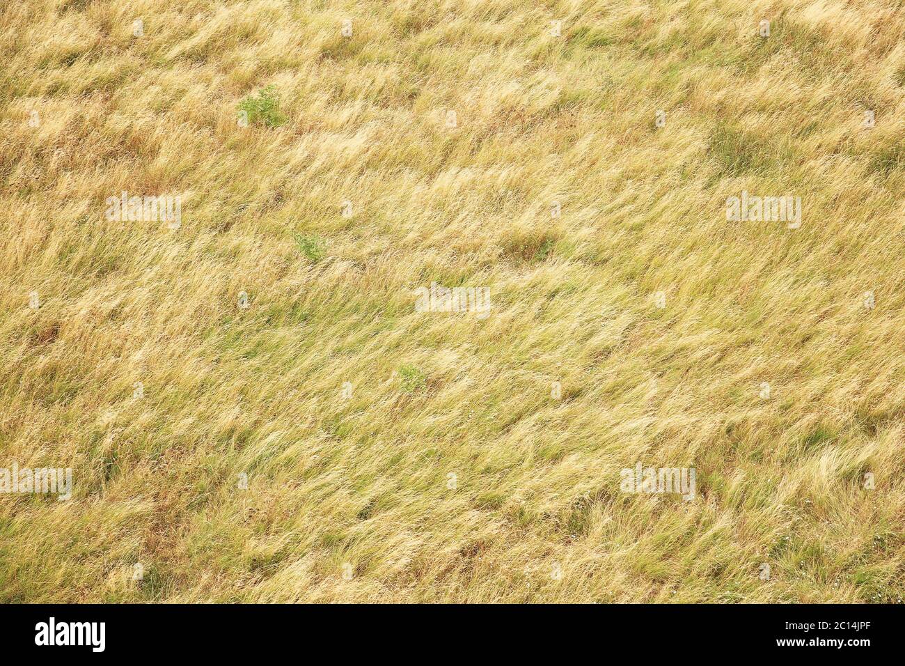 vista dall'alto dell'erba dall'occhio degli uccelli Foto Stock