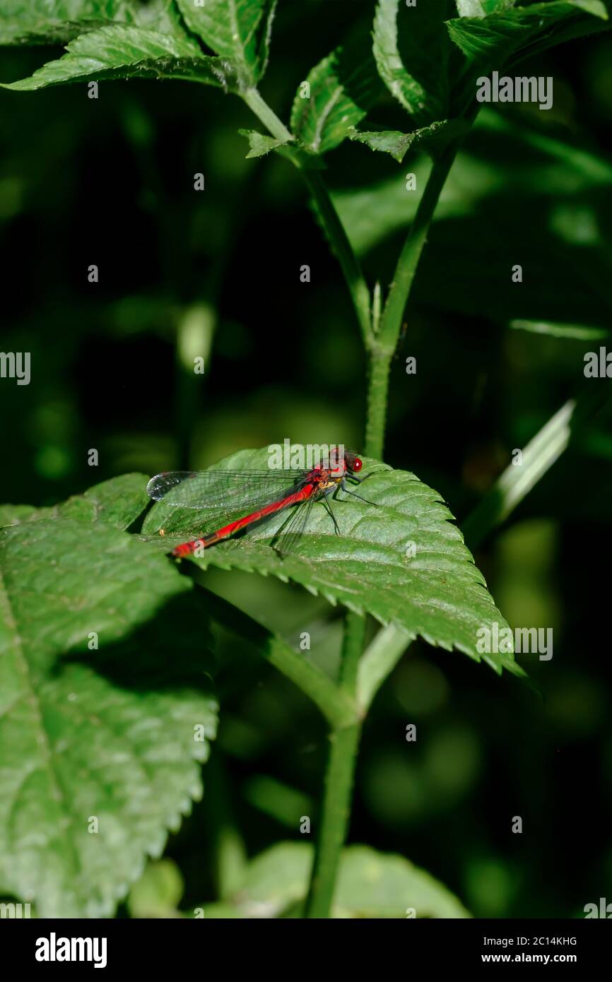 Dragonfly rosso su una foglia verde con sfondo verde. Foto Stock