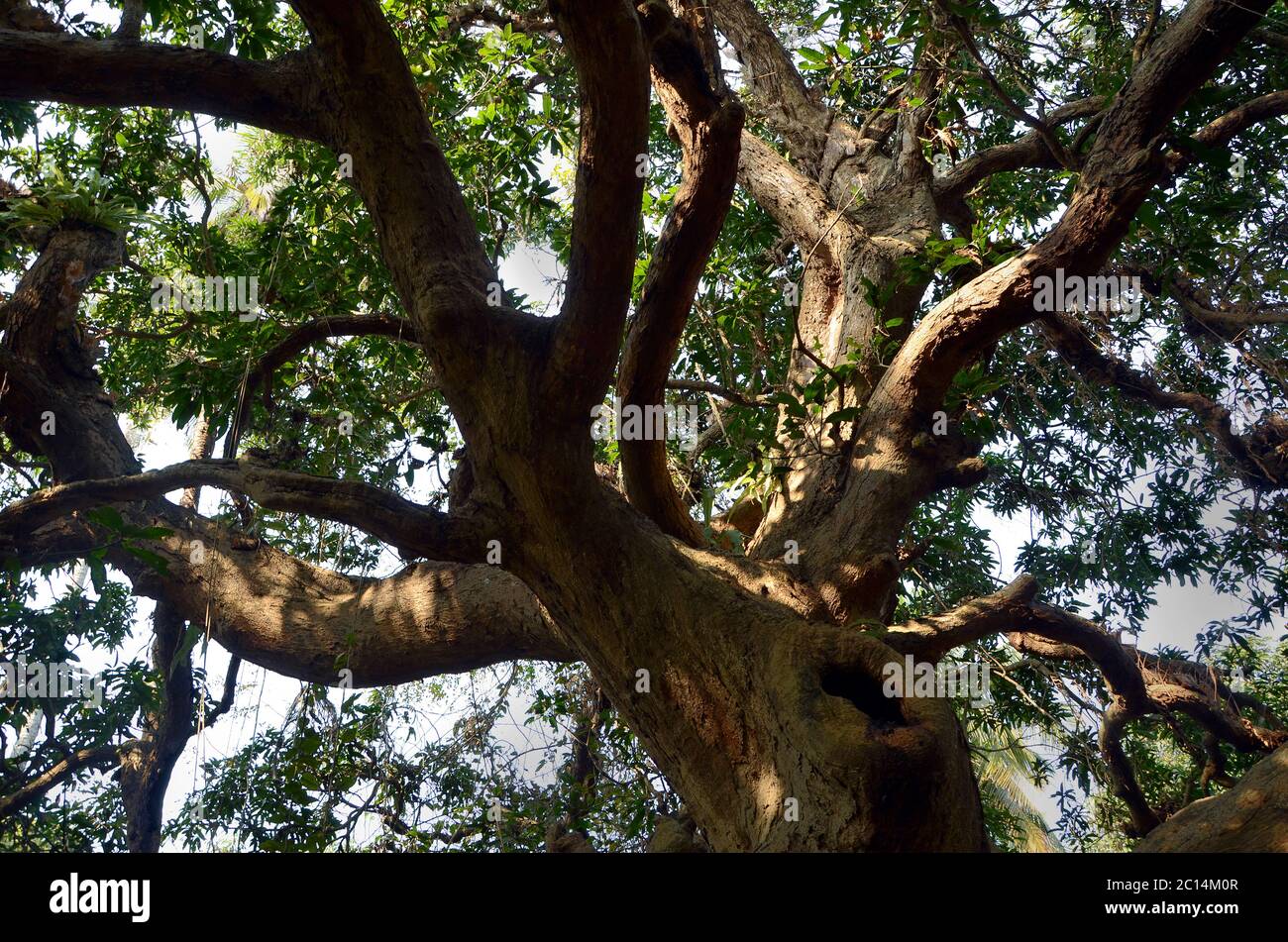 Tutte le piante, compresi gli alberi, iniziano la vita come piantine i cui corpi sono composti interamente di tessuti primari. Il canbium forma il legno e il bakr interno Foto Stock