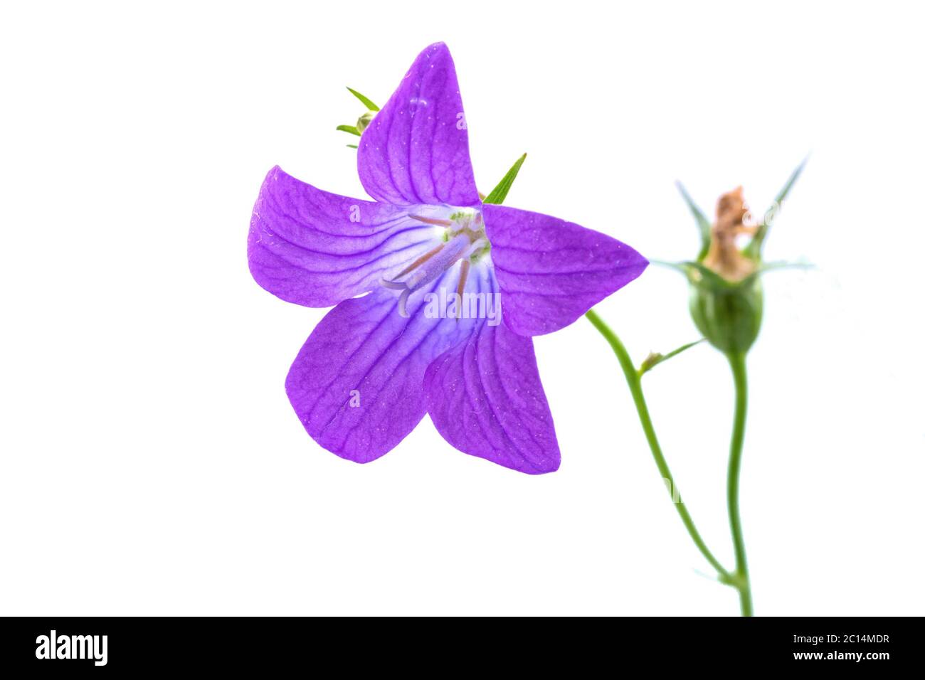 Fiore viola su sfondo bianco Foto Stock