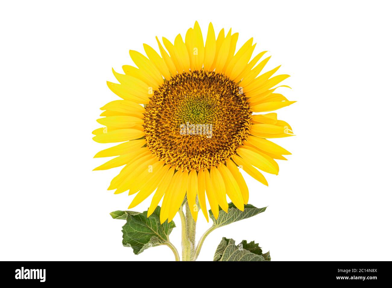 Girasole isolati su sfondo bianco Foto Stock