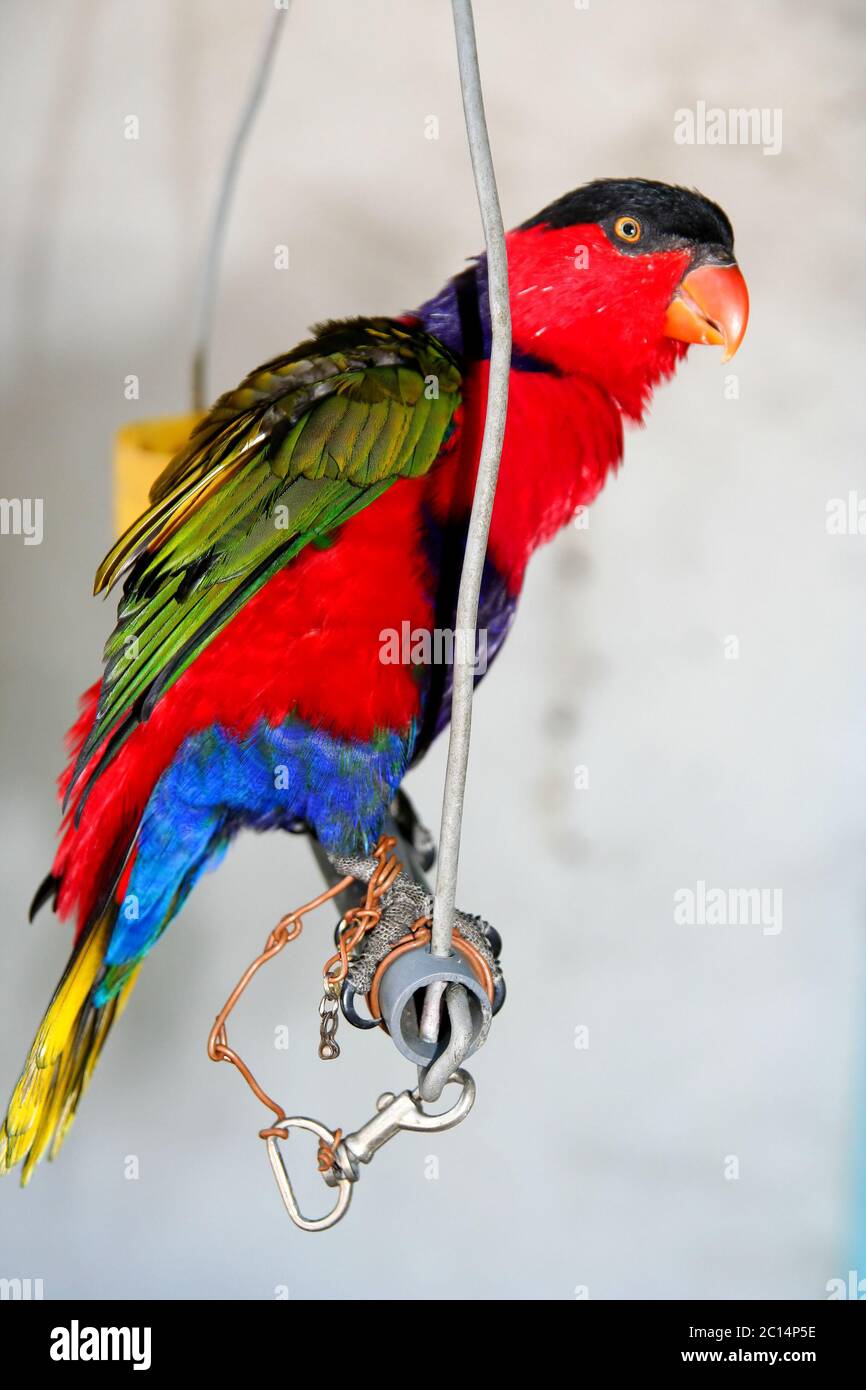 Pappagallo colorato in cattività Foto Stock