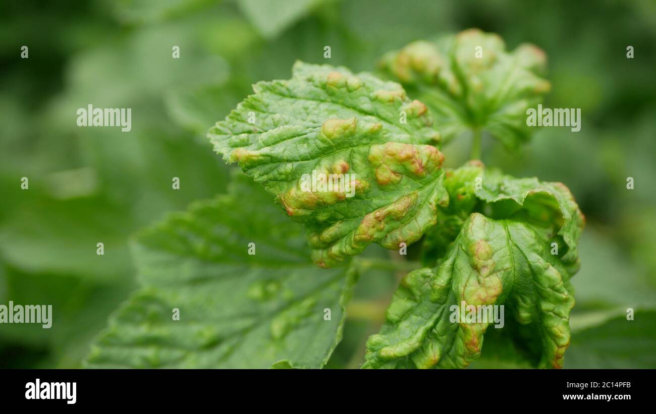 Ribes afide foglia Cryptomyzus parassita insetto parassita causa malattia di perdita di raccolto su rosso, bianco o nero ribes piccolo arbusto dettaglio closeup Bush Foto Stock