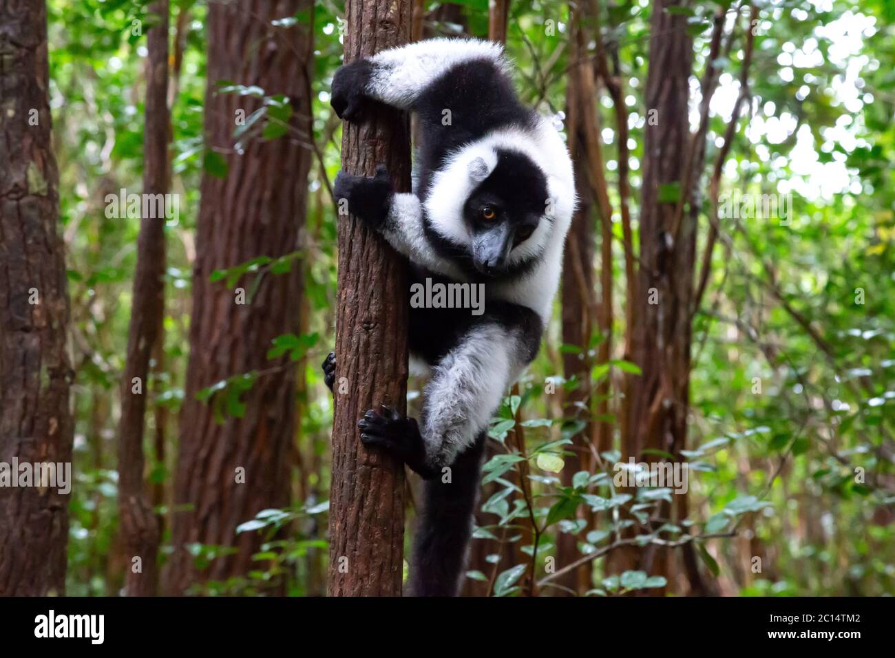 Un lemure bianco e nero si trova sul ramo di un albero Foto Stock