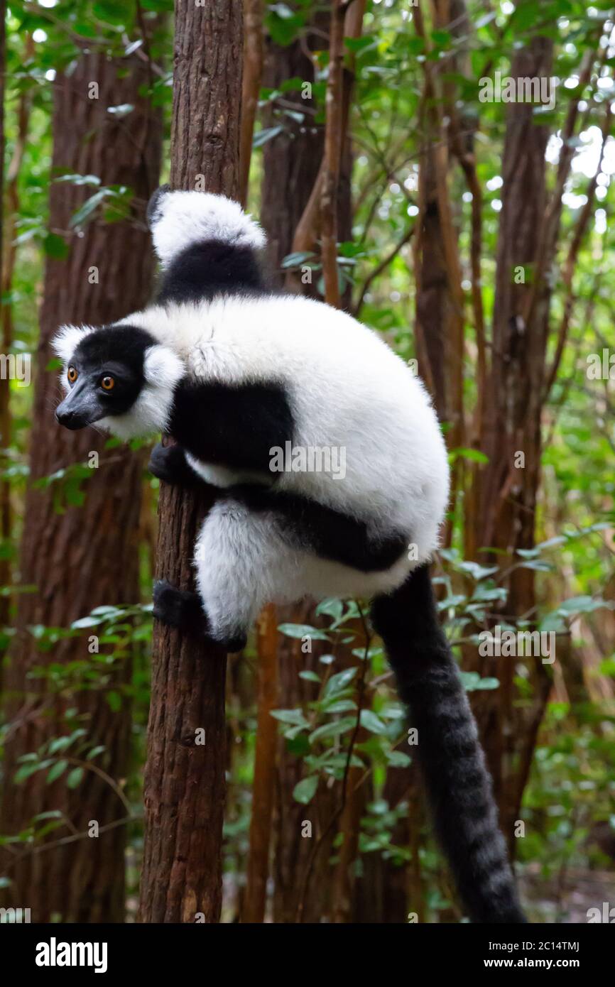 Un lemure bianco e nero si trova sul ramo di un albero Foto Stock