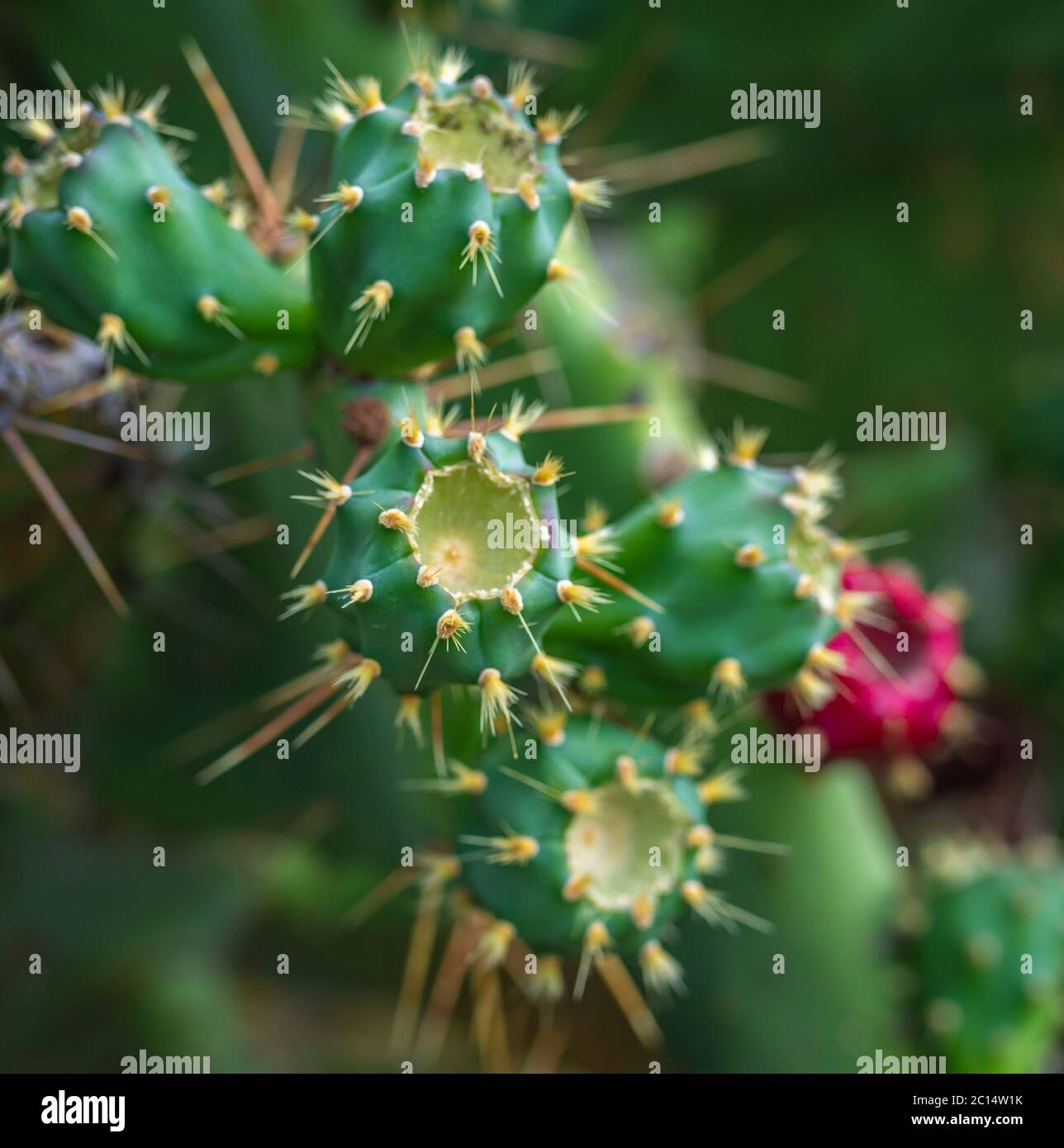 Cactus Opuntia ficus indica. Messa a fuoco selettiva Foto Stock