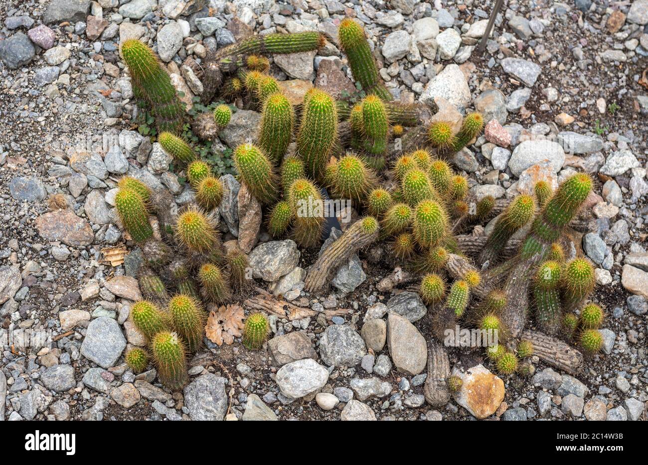 Echinopsis huascha, comunemente chiamato la torcia rosso cactus è nativo di Argentina. Foto Stock