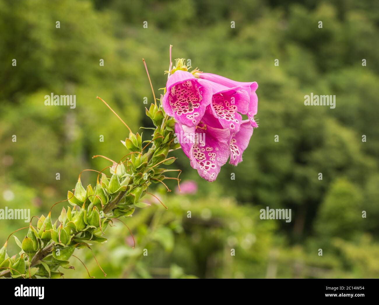 Primo piano di fiori viola Foxglove di Digitalis Purpurea. Fiore singolo. Messa a fuoco selettiva Foto Stock