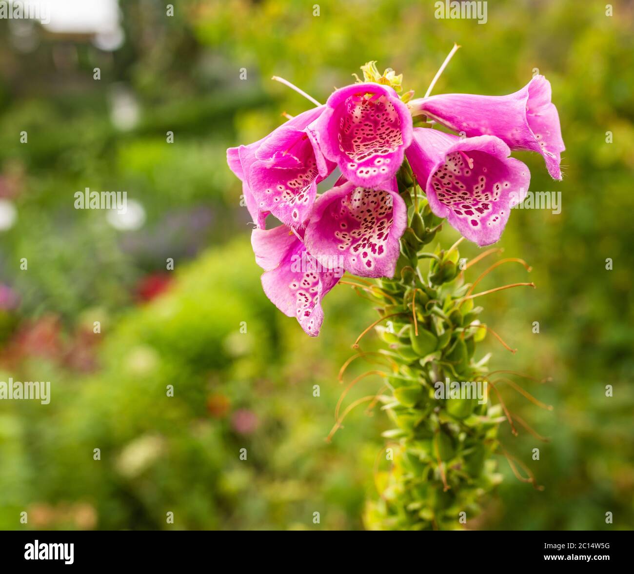 Primo piano di fiori viola Foxglove di Digitalis Purpurea. Fiore singolo. Messa a fuoco selettiva Foto Stock