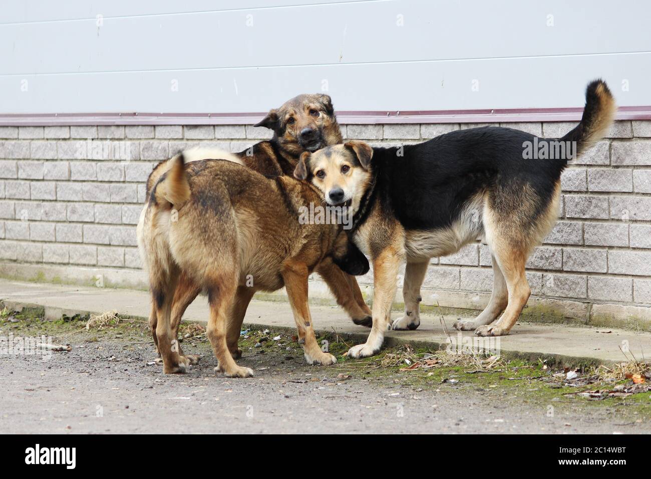 Diversi cani randagi giocano tra loro. Foto Stock