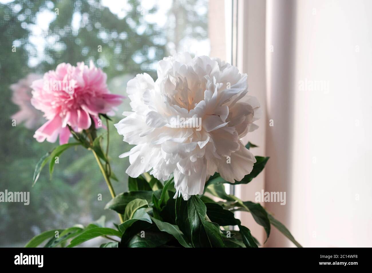 Pony bianco con foglie sul davanzale. Bouquet di fiori estivi a casa. Fiori da giardino Foto Stock