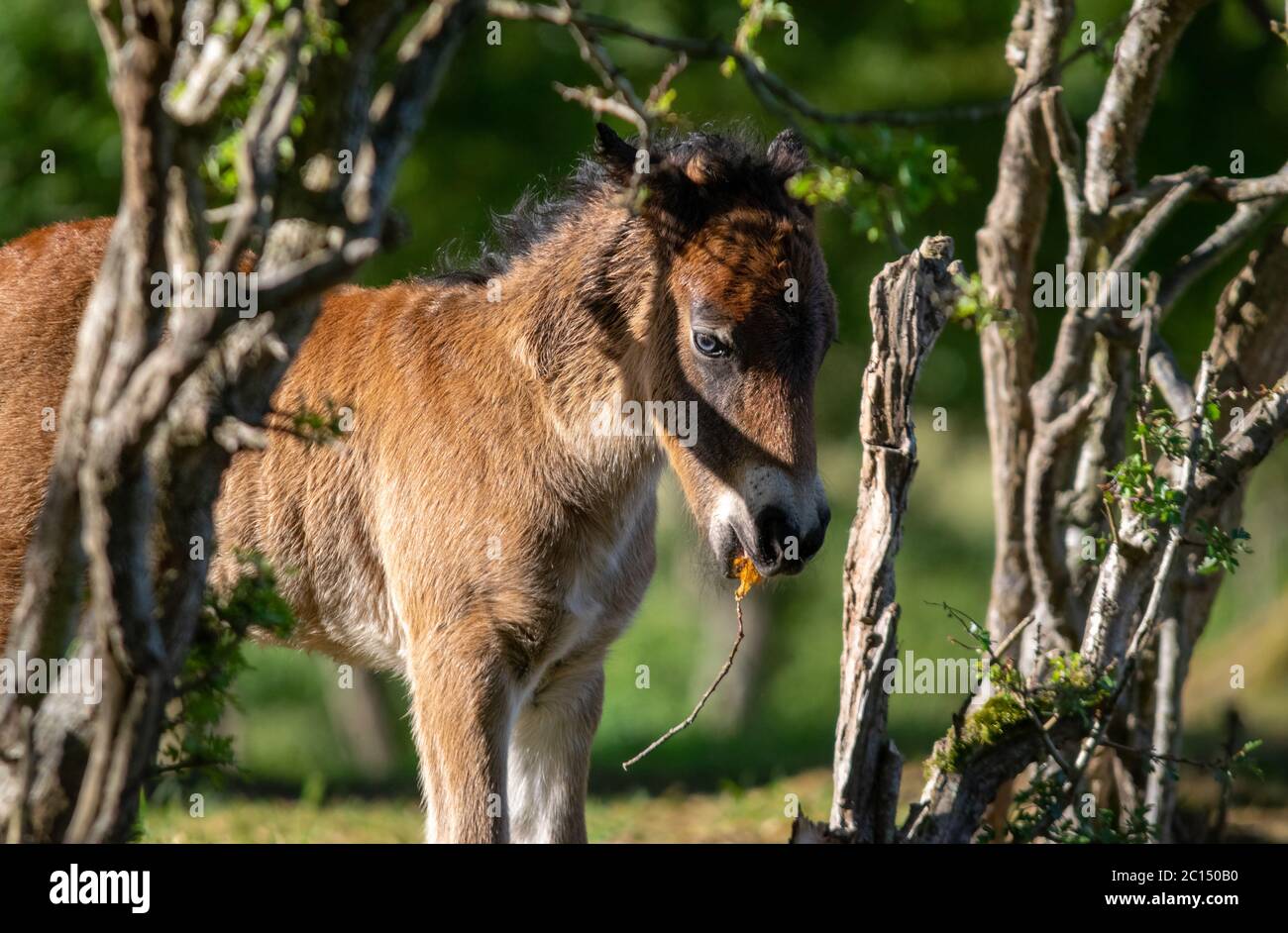 Foal sveglio Foto Stock