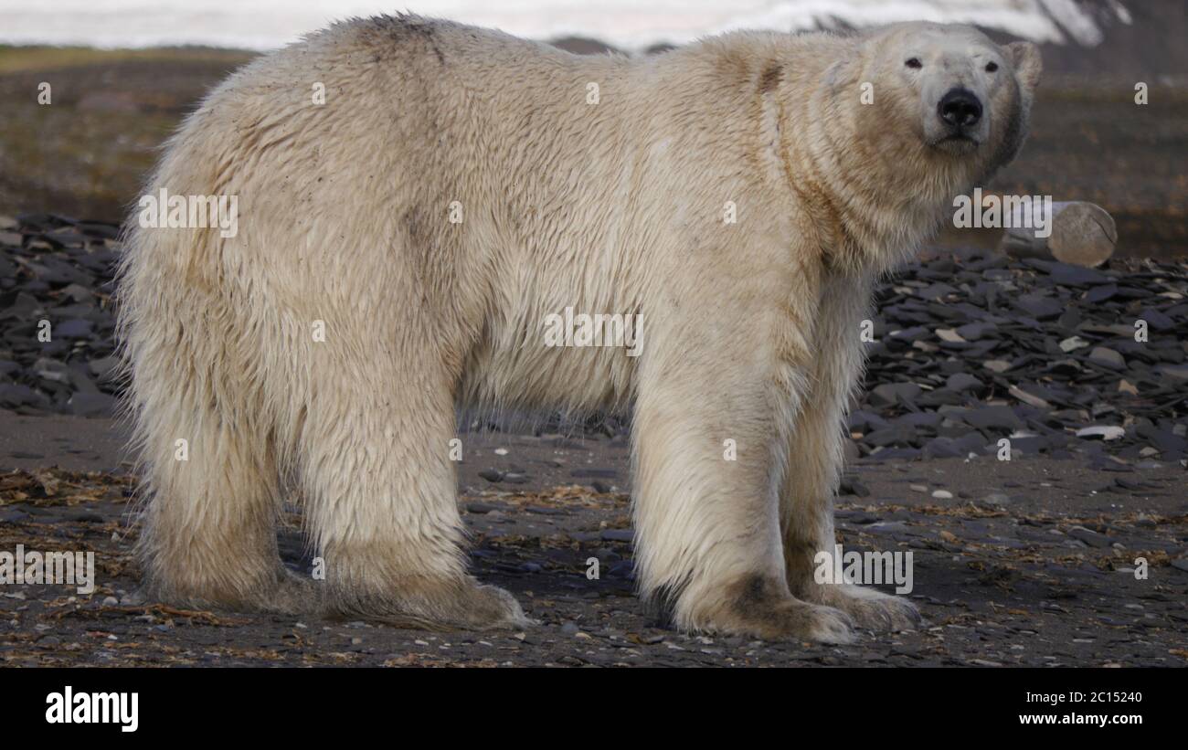 Orso polare su Spitsbergen Foto Stock