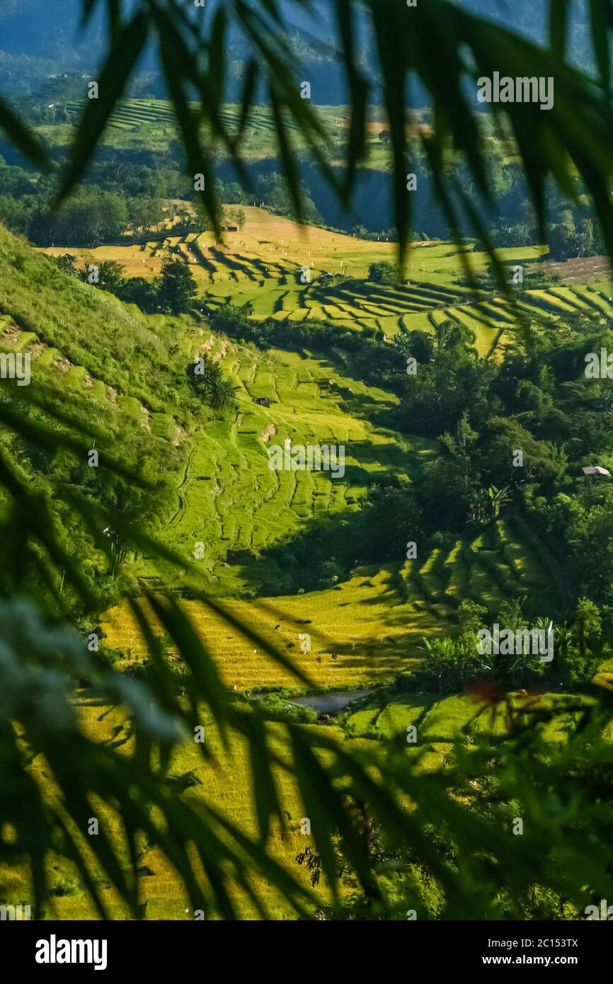 I campi di riso in Sumbava Foto Stock