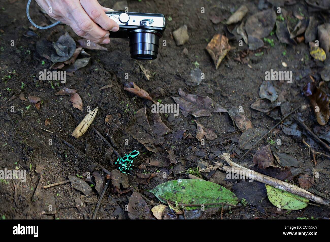 Scattare una foto di una frana veleno verde e nera in Costa Rica Foto Stock