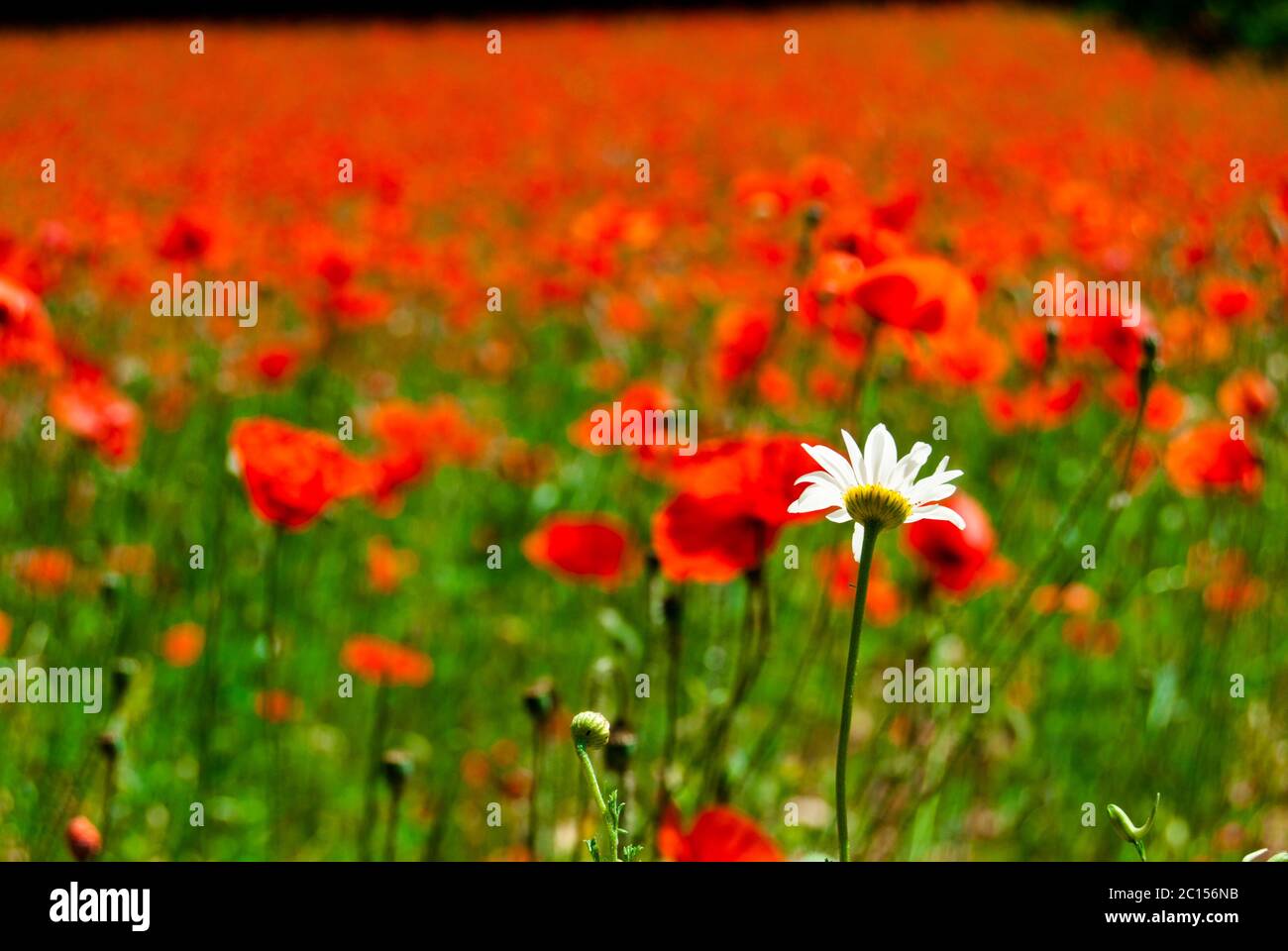 Individualità Foto Stock