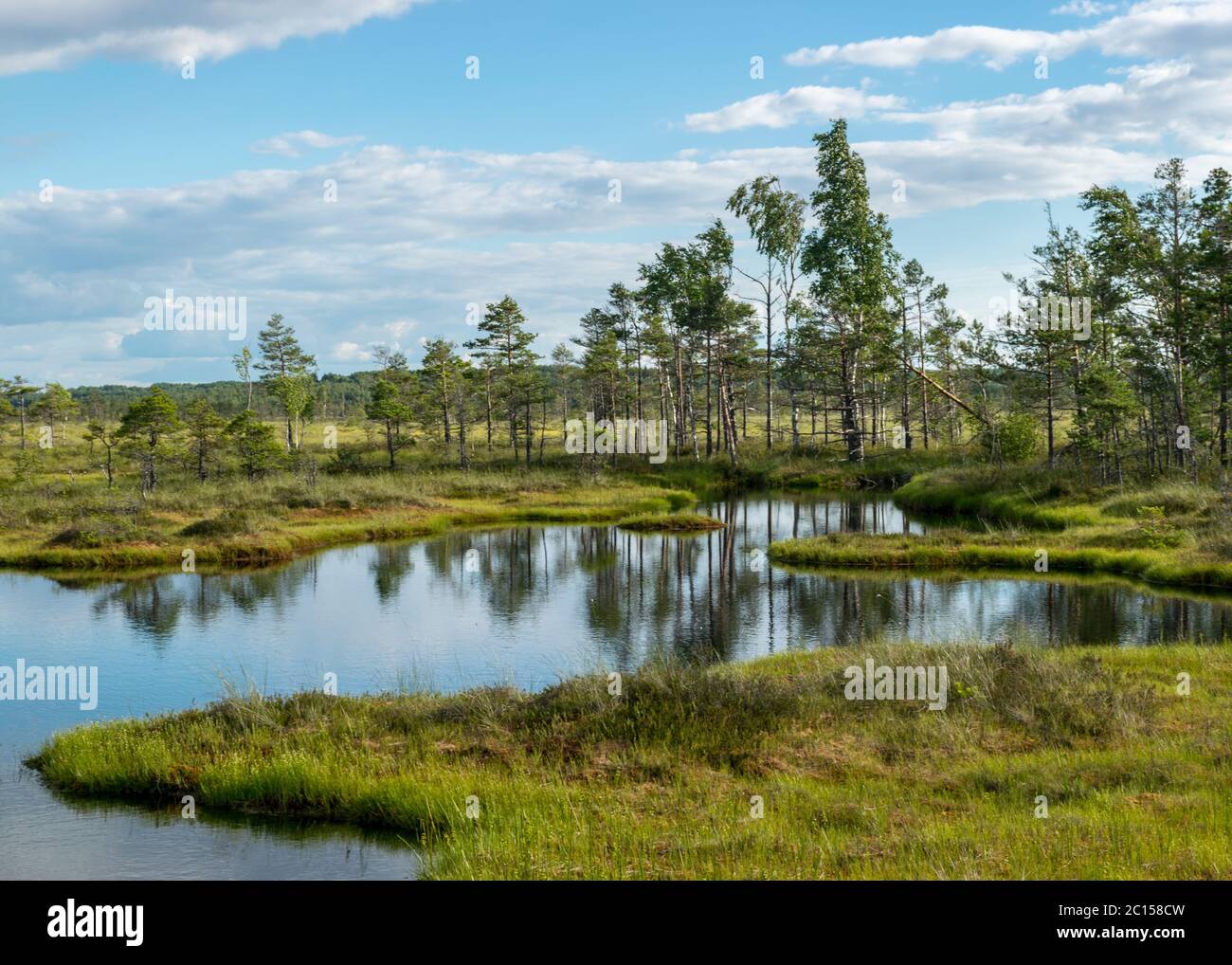 Bellissimo paesaggio estivo di paludi con lago, muschio, pini e birches, torba, palude Nigula, Estonia Foto Stock