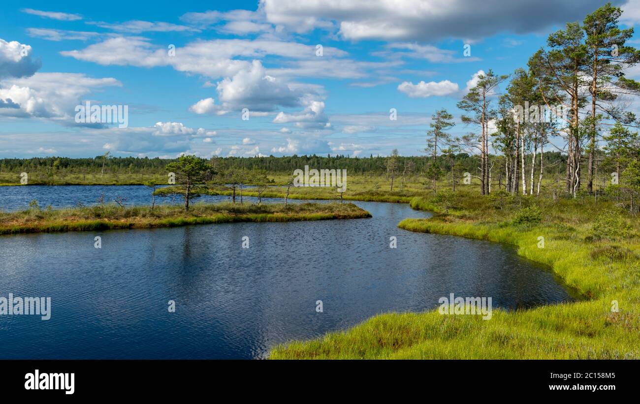 Bellissimo paesaggio estivo di paludi con lago, muschio, pini e birches, torba, palude Nigula, Estonia Foto Stock