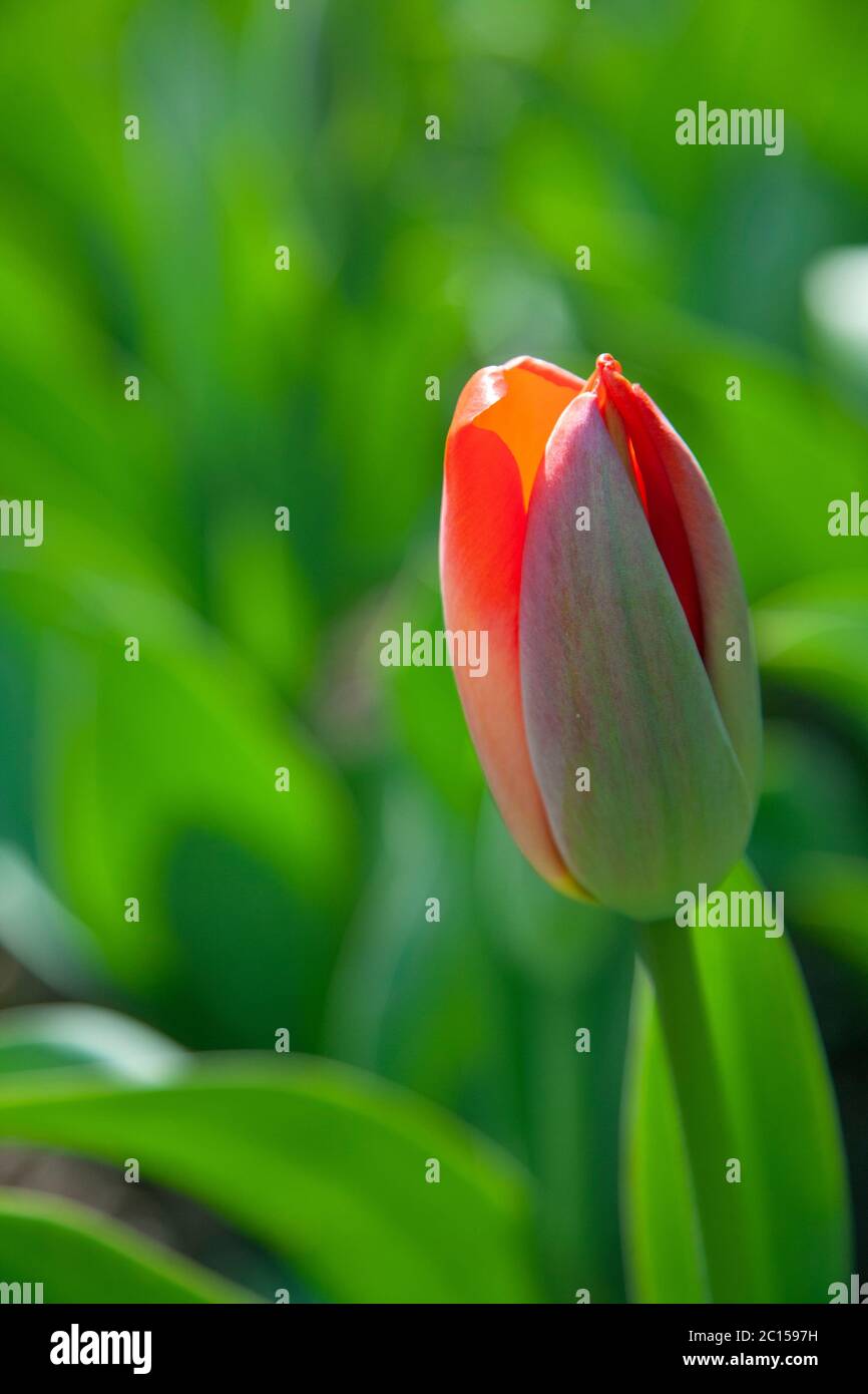 Tulipano con petali arancioni chiusi Foto Stock
