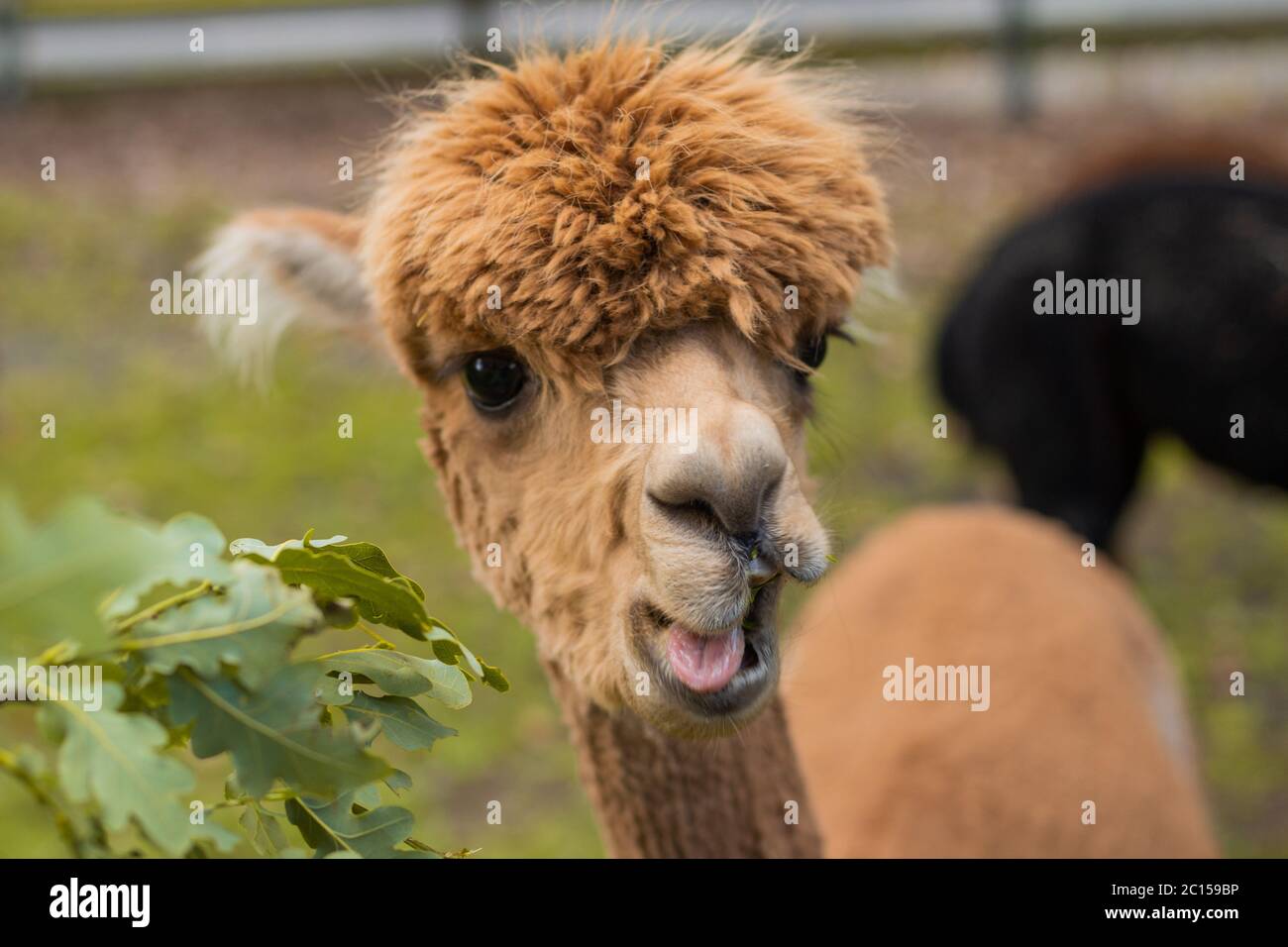 Simpatica alpaca mangiare foglie di quercia Foto Stock