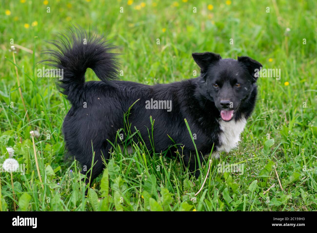 Cane rosso pureo nero nel campo sull'erba. Foto Stock