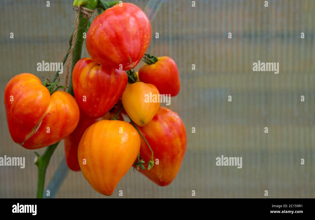 Pomodori russi di arancio mature . Foto Stock