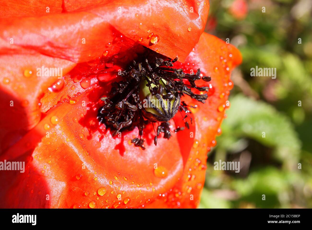 Macro primo piano di fiori di papavero di mais rosso isolati (papaver rhoeas) con petali di papà bagnati e gocce di pioggia (fuoco su pentola di semi) Foto Stock