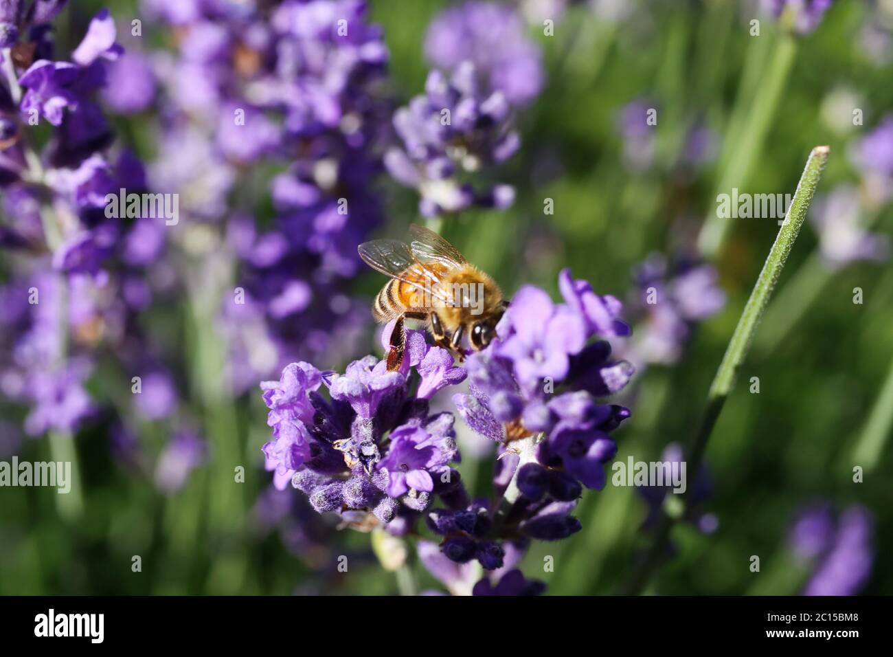 Macro primo piano di ape di miele isolato raccolta di polline da fiori di lavanda viola (fuoco su ape) Foto Stock