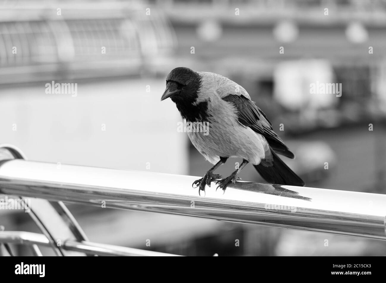 corvo uccello nero seduta. uccello raven con piumaggio nero all'aperto. Ritratto di uccello corvo. Uccello simbolo di Halloween. Comune raven primo piano. Animali selvatici in habitat naturale simbolo di sfortuna e morte. Foto Stock