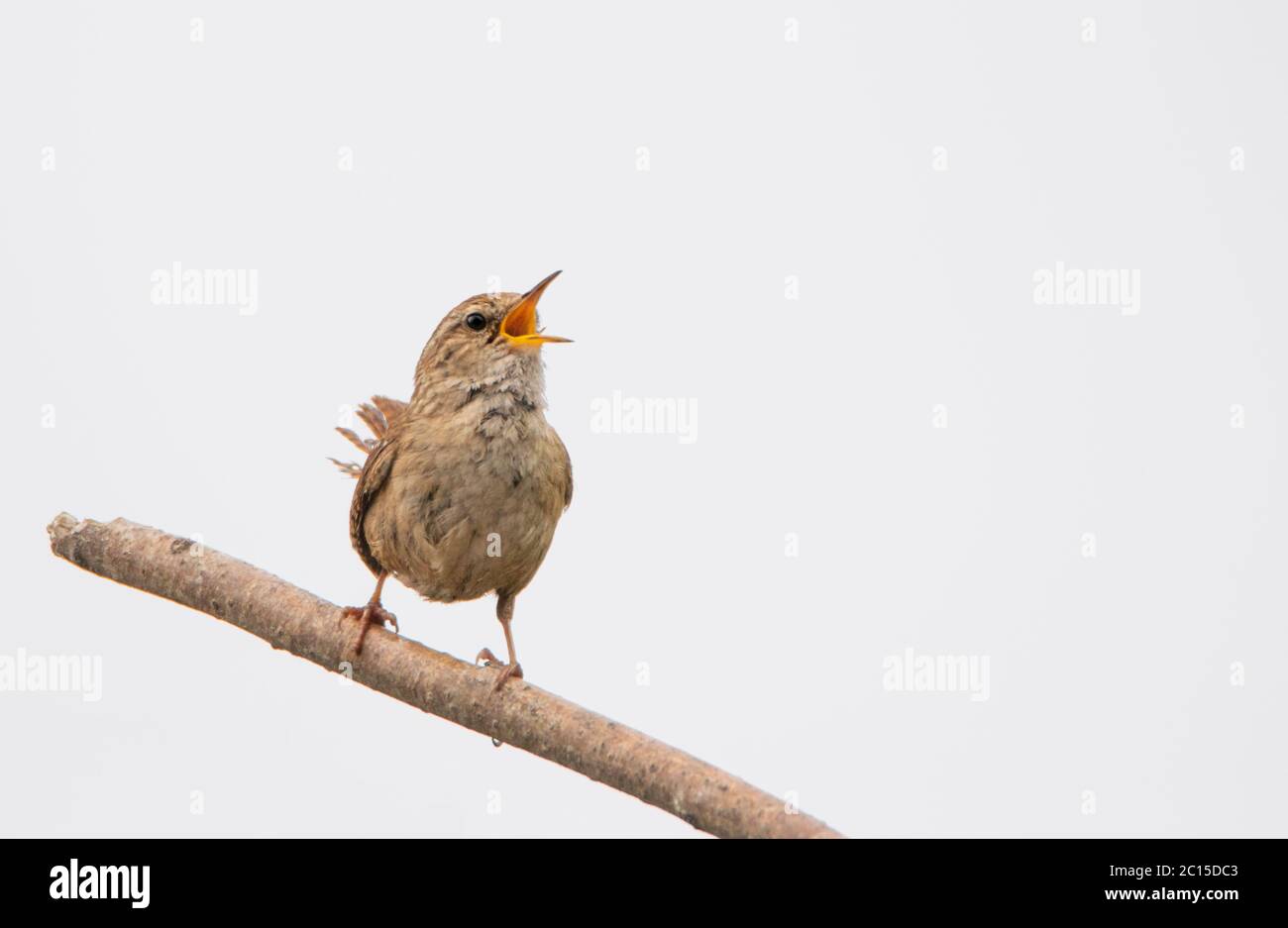 Wren, Certhiodea, Troglodytidae, piccolo uccello bruno arroccato su un ramo Foto Stock