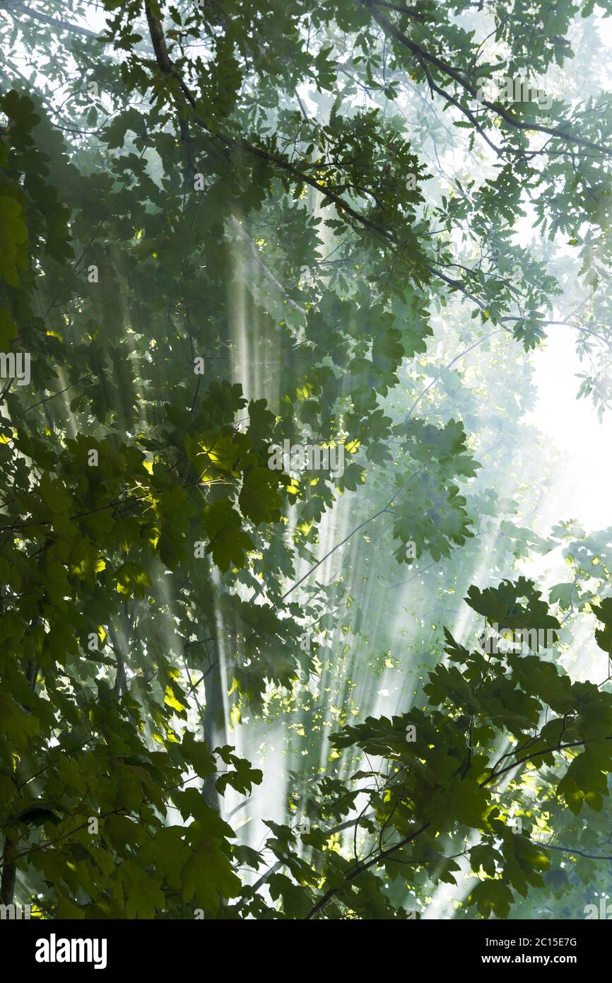Raggi di sole nel bosco Foto Stock
