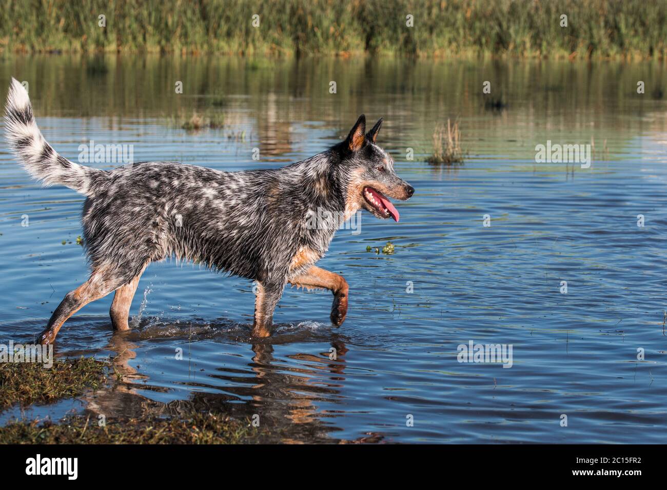 Australian Cattle Dog (Blue Heeler) camminare nell'acqua di una diga bocca aperta lato vista giocare e divertirsi Foto Stock