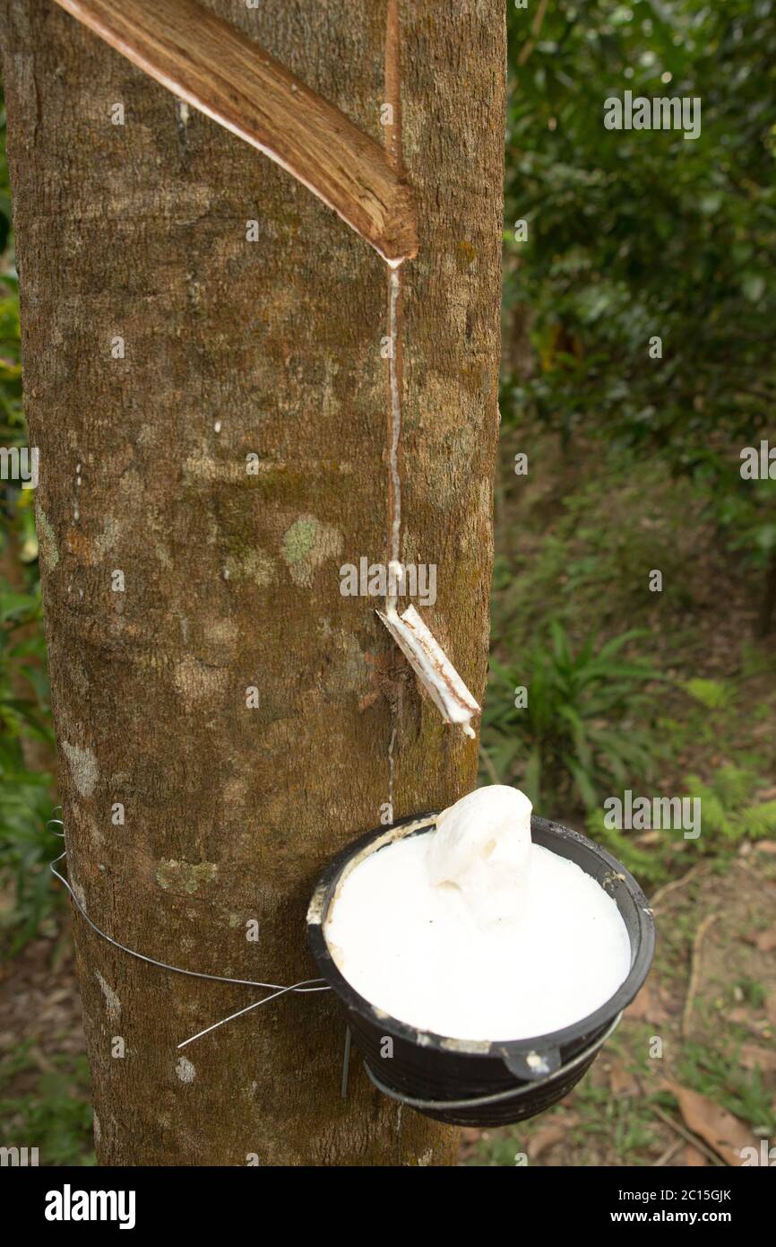 succo di alberi di gomma da raccogliere per la produzione di gomma Foto Stock