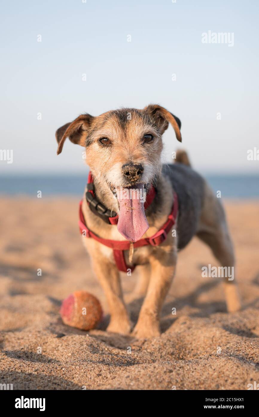 Jack Russell Terrier Cross cane razza, capelli corti, imbracatura rossa e colletto, sulla spiaggia con lunga lingua rosa coperta di sabbia e occhi marroni. Foto Stock