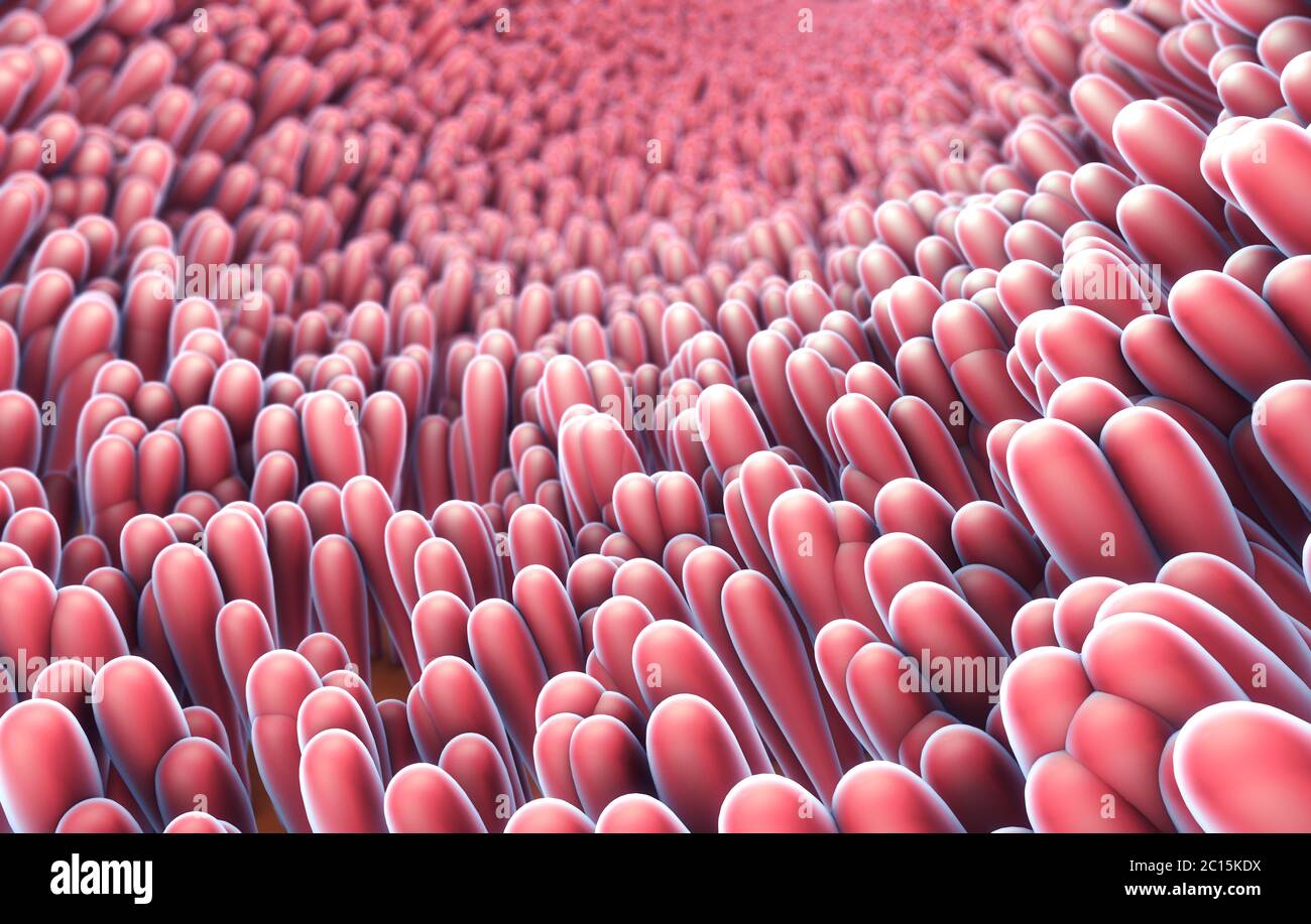 3d illustrazione di microscopici closeup di intestino coriali Foto Stock 3d illustrazione di microscopici closeup di intestino coriali Foto Stock