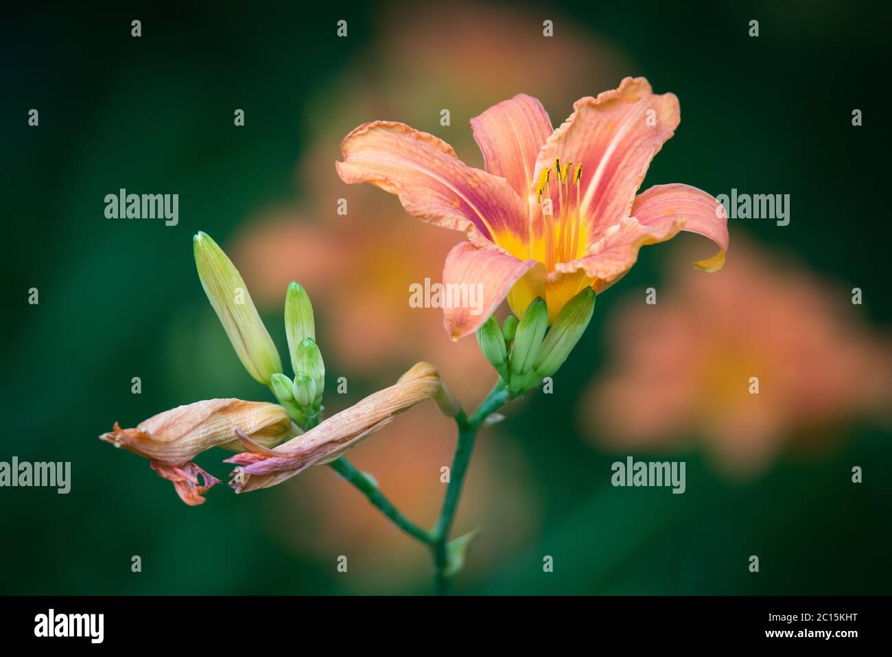 Un giorno di fiori di giglio arancione al Toronto`s popolare Ashbridge Bay Park, lontano dai giardini in cui si trovano normalmente. Foto Stock