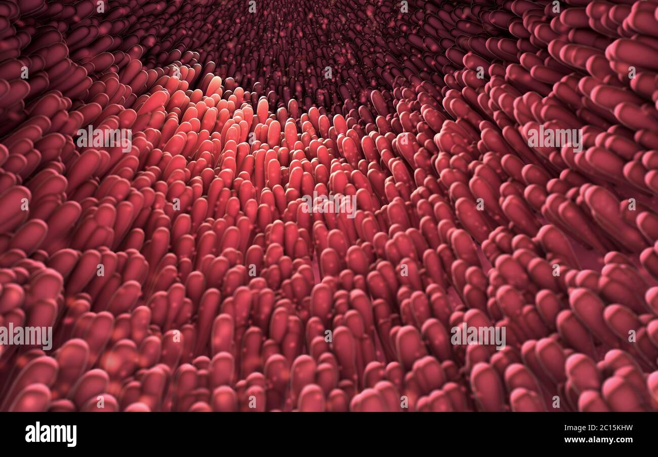 3d illustrazione di microscopici closeup di intestino coriali Foto Stock