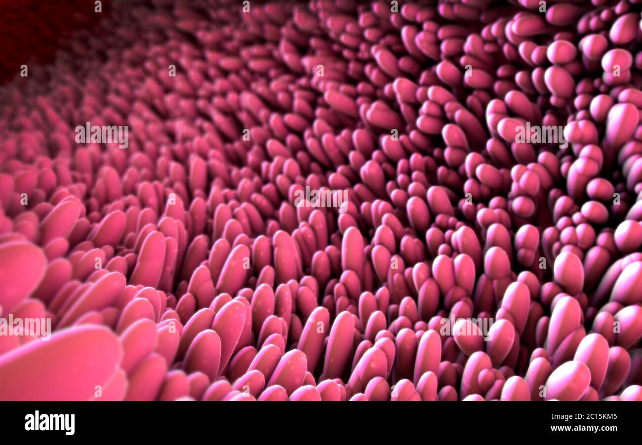 3d illustrazione di microscopici closeup di intestino coriali Foto Stock 3d illustrazione di microscopici closeup di intestino coriali Foto Stock