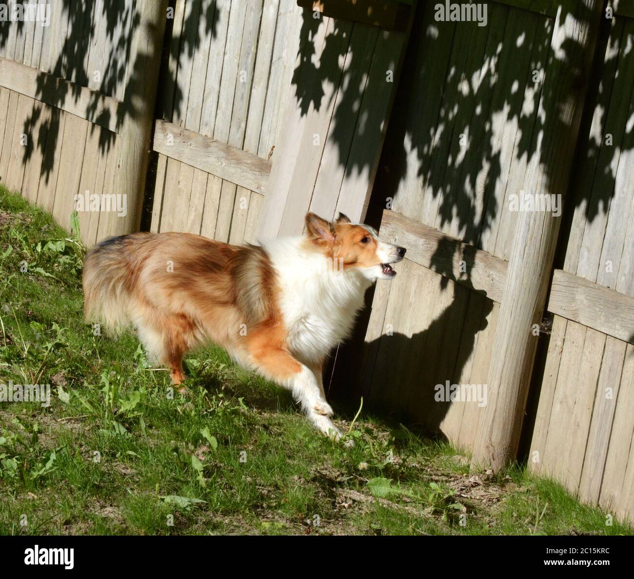 Un giovane Shetland Shepdog (Sheltie) corre lungo una recinzione che abbaia alla sua ombra. Foto Stock