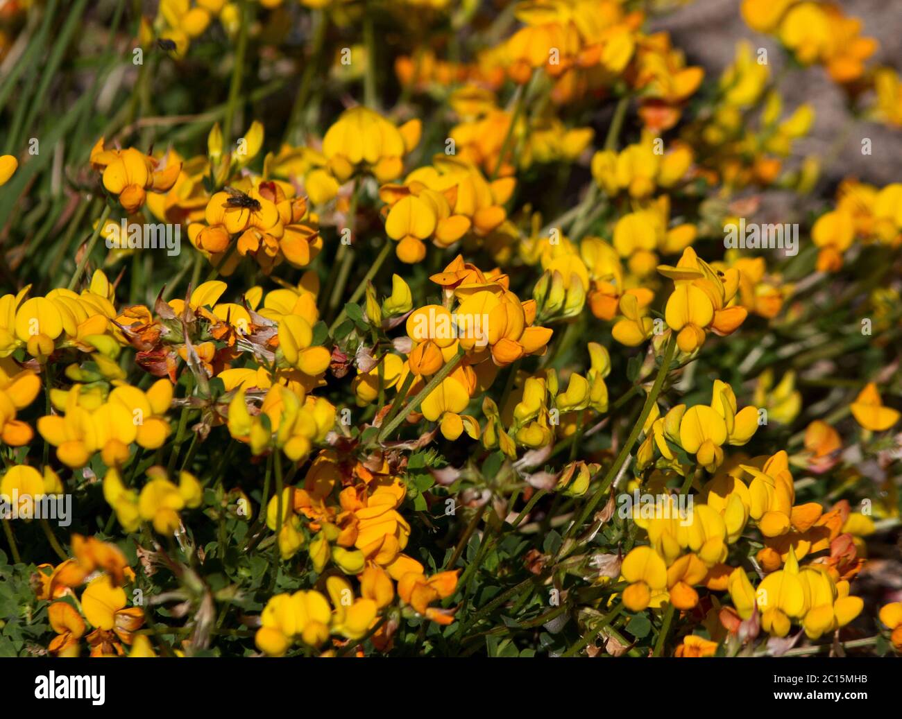 Il trifoglio di piede di uccello comune è un brughiere giallo dorato chiaro di terra e di clum che formano il fiore delle scogliere e delle brughiere costiere in particolare. Foto Stock