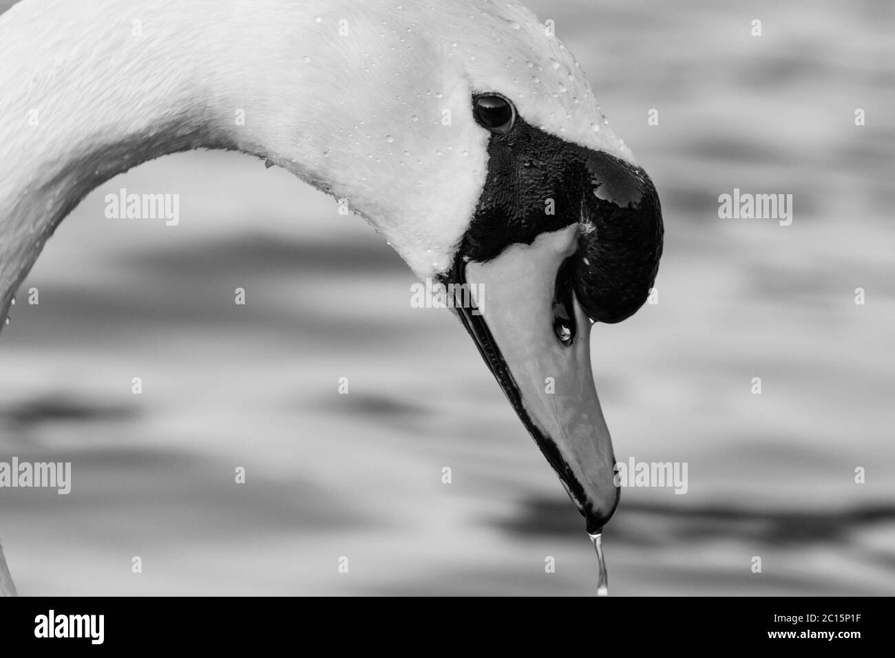 ritratto di un bel cigno bianco cigno uccello in un stagno acqua testa shot in bianco e nero Foto Stock