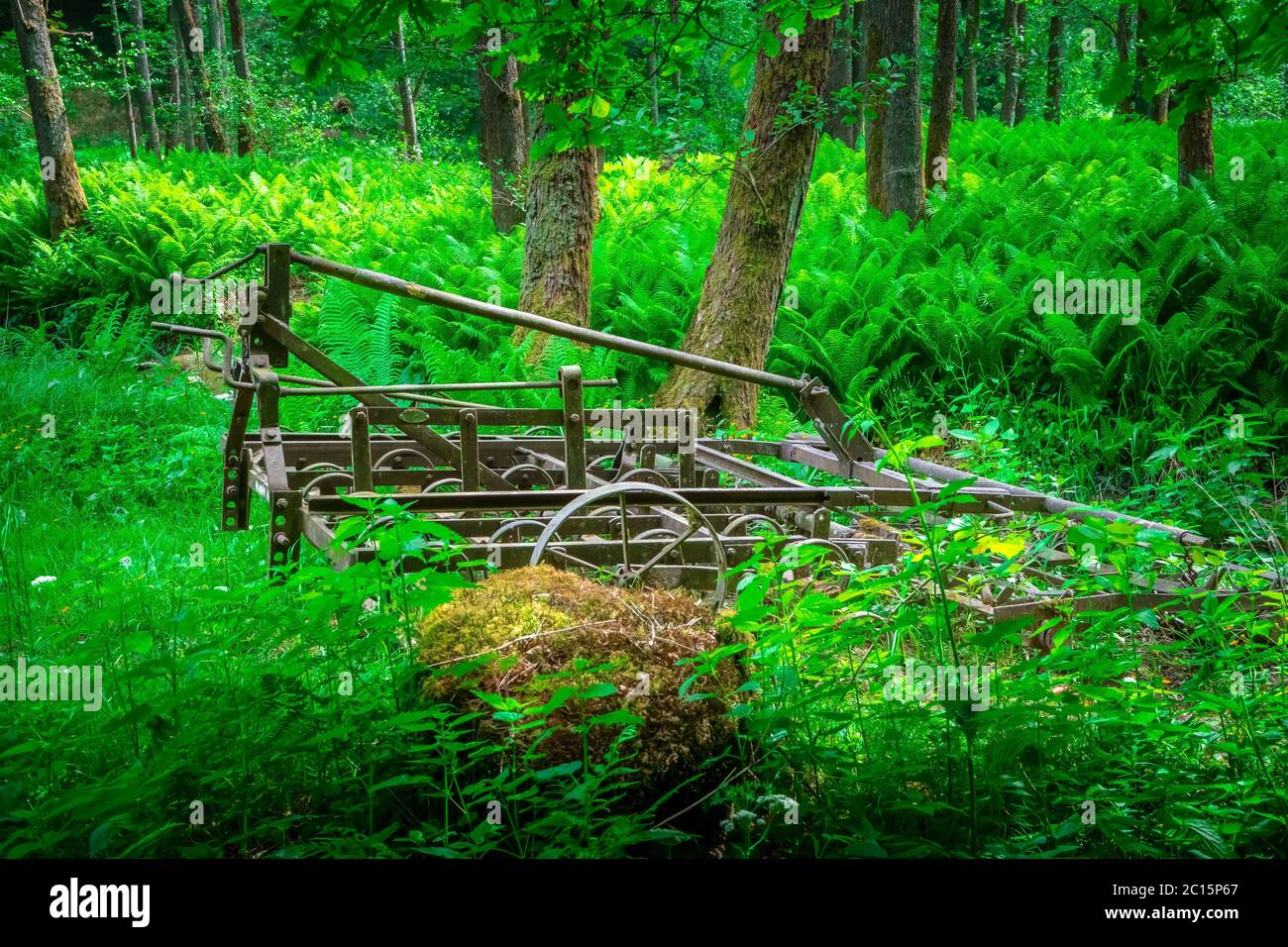 Erpice antico nel mezzo della foresta Mitterfels nella foresta bavarese Foto Stock