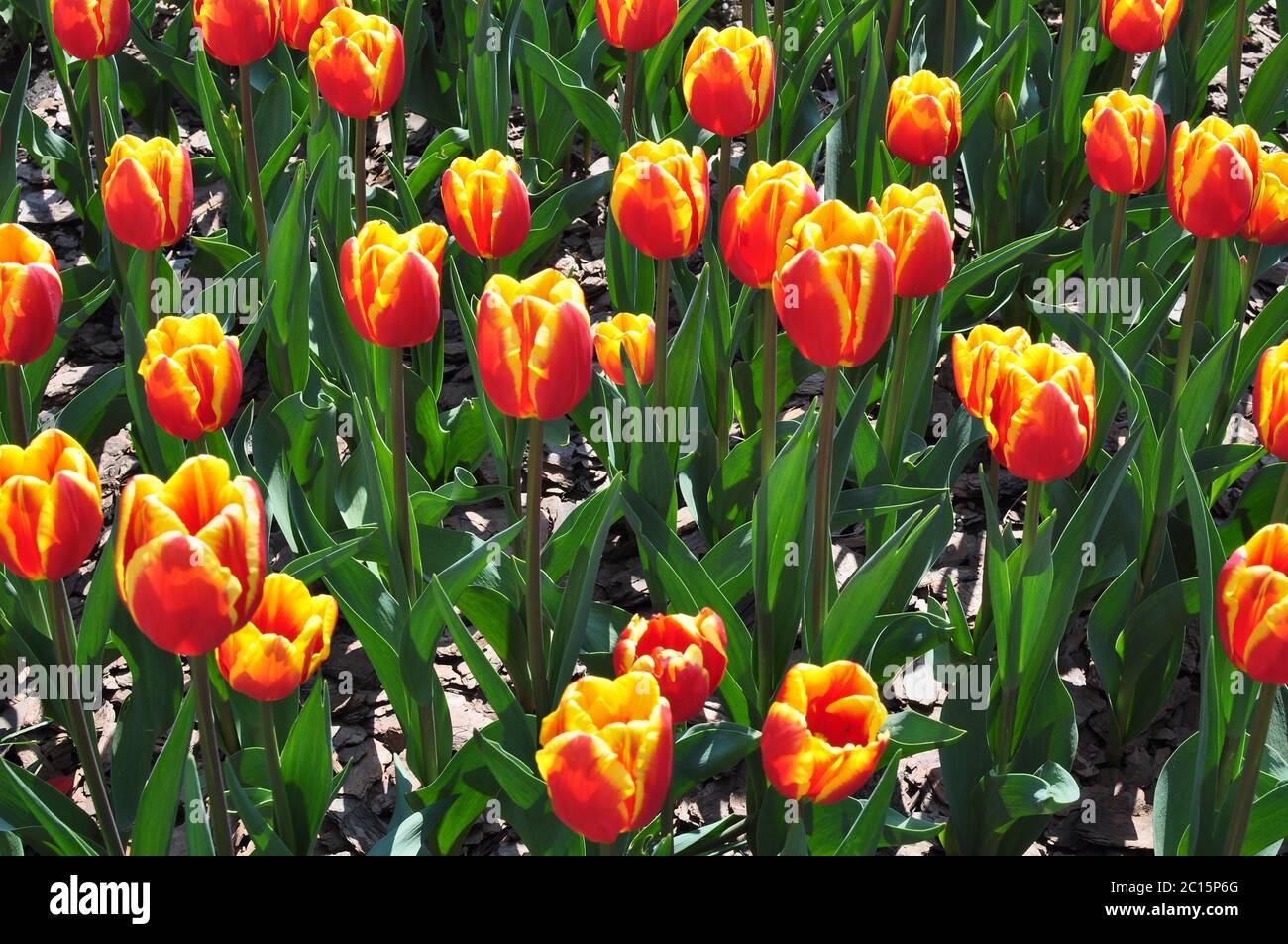 Fiori Tulipani Foto Stock