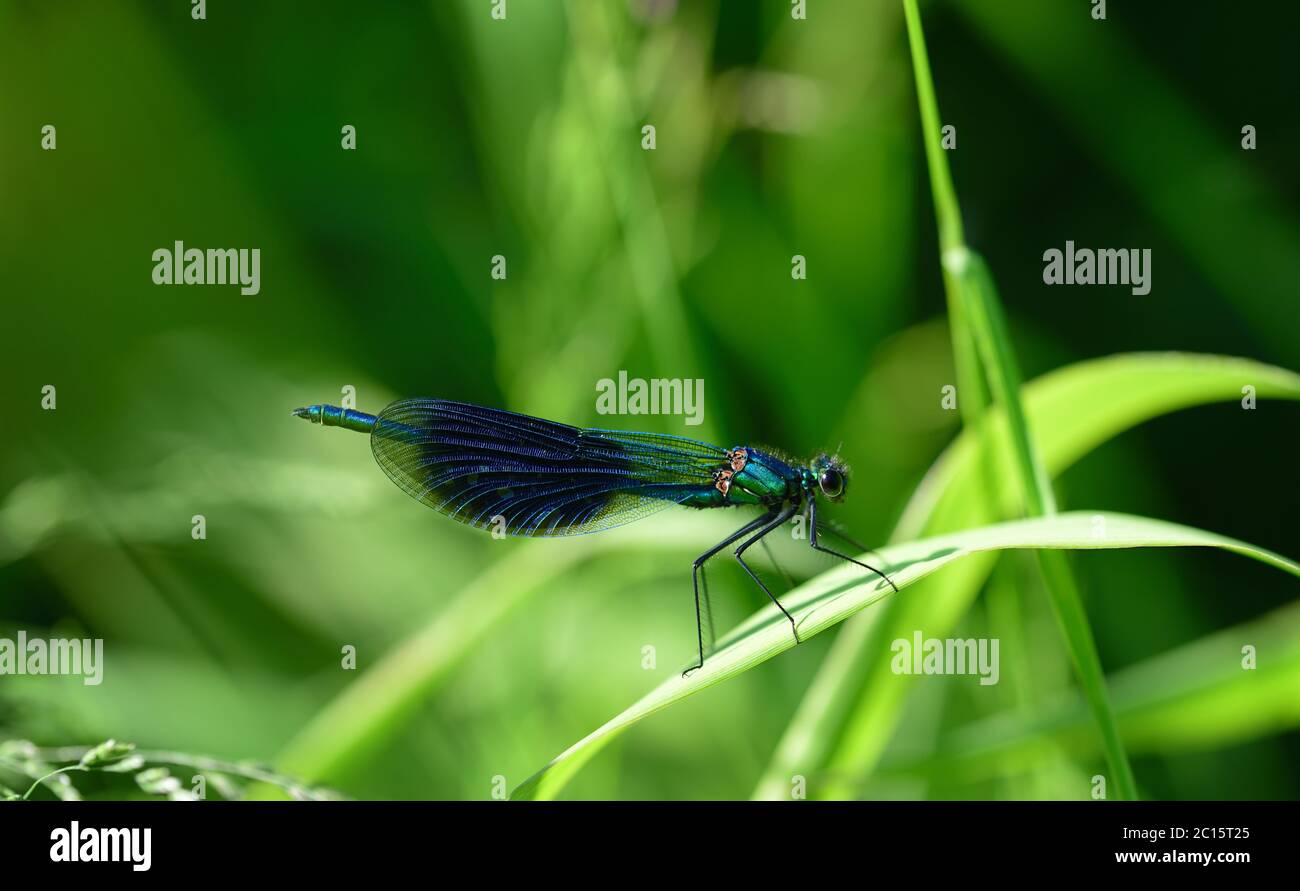 Primo piano di una libellula alata blu seduta su una lama di erba in natura Foto Stock