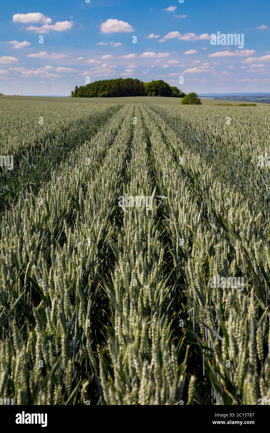 Coltivazione di grano in un campo in Hampshire sul percorso South Downs Way, Inghilterra Foto Stock