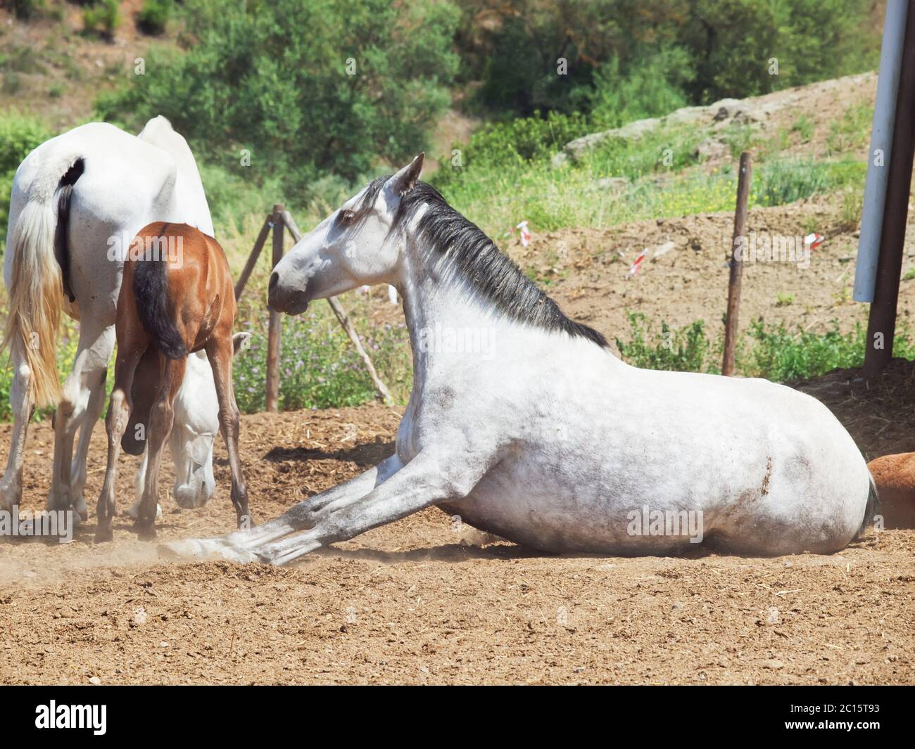 Laeing grigio razza andalusa mare Foto Stock