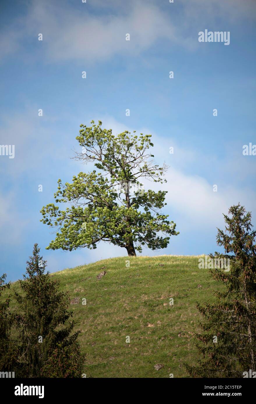 Quercia albero su una cima di campo. Albero in collina Foto Stock